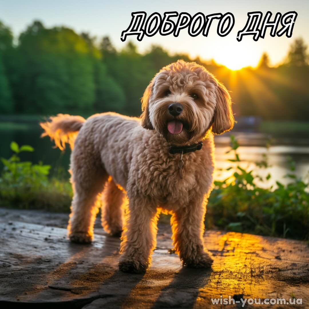 Нова картинка побажання доброго дня 17